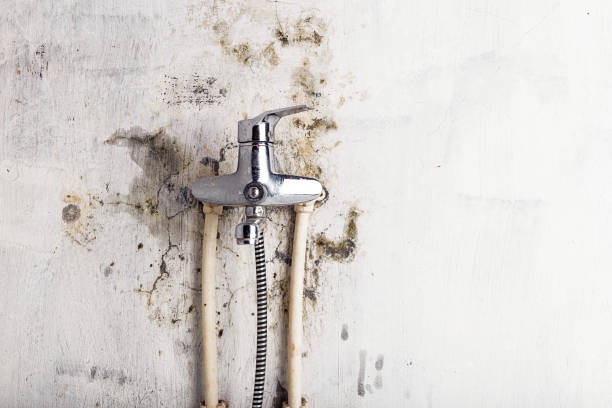 Best Best Mold Removal Companies  in Canton, MS