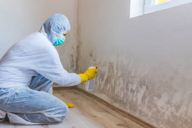 Best Black Mold Removal  in Canton, MS
