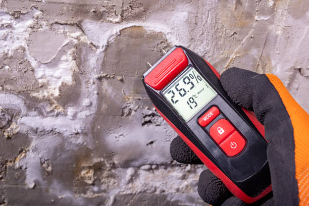 Best Affordable Mold Removal  in Canton, MS