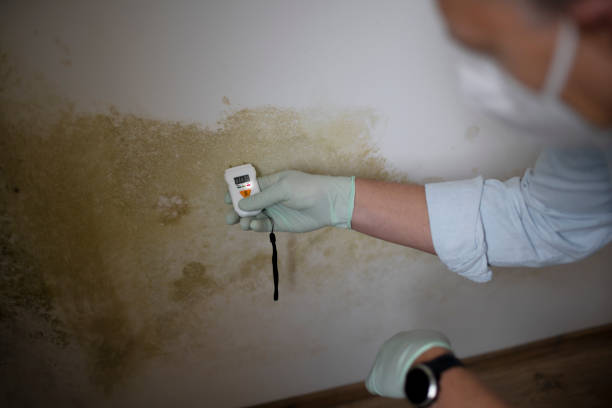 Best Same-Day Mold Removal  in Canton, MS