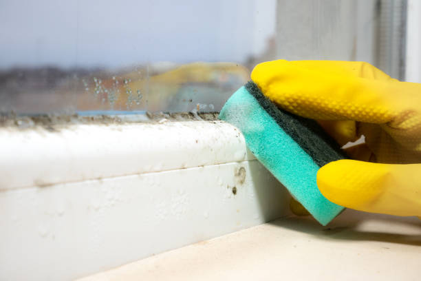 Best Toxic Mold Removal  in Canton, MS