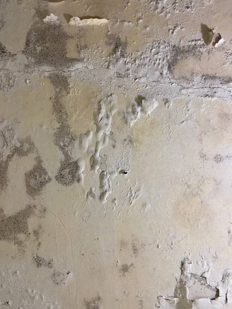 Certified Mold Removal in Canton, MS