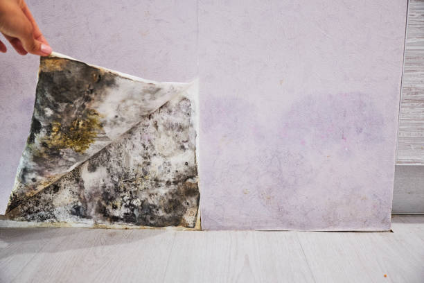 Best Certified Mold Removal  in Canton, MS
